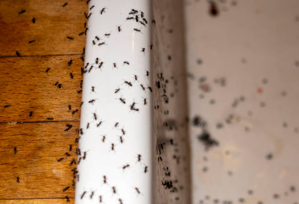 Best Pest Prevention Services  in Kalida, OH