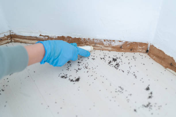 Best Residential Pest Control  in Kalida, OH